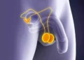 Santé masculine: cinq signaux que vos testicules vous envoient et qu&rsquo;il ne faut jamais ignorer