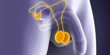 Santé masculine: cinq signaux que vos testicules vous envoient et qu&rsquo;il ne faut jamais ignorer