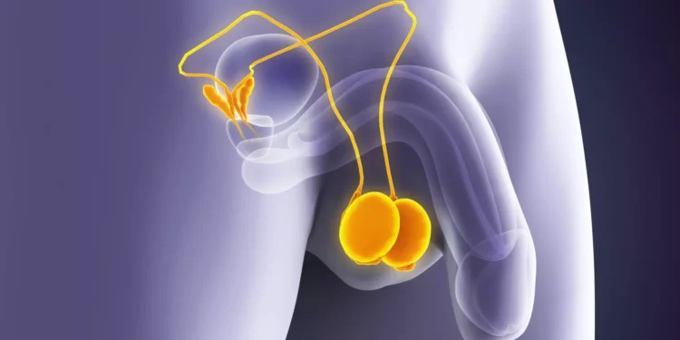 Santé masculine: cinq signaux que vos testicules vous envoient et qu’il ne faut jamais ignorer