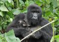 Braconnage, déforestation et Incursions Armées: pourquoi le parc des Virunga, joyau mondial, est au bord de l’effondrement (Préparez les mouchoirs)