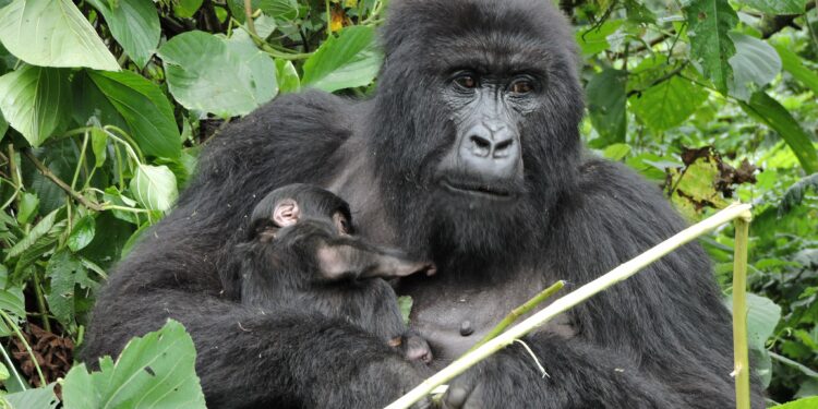 Braconnage, déforestation et Incursions Armées: pourquoi le parc des Virunga, joyau mondial, est au bord de l’effondrement (Préparez les mouchoirs)