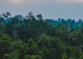 Tu ne devineras JAMAIS le nombre de terrains de foot de forêt qui partent en fumée EN RDC chaque minute (et comment ça impacte le monde entier)