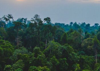 Tu ne devineras JAMAIS le nombre de terrains de foot de forêt qui partent en fumée EN RDC chaque minute (et comment ça impacte le monde entier)
