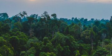 Tu ne devineras JAMAIS le nombre de terrains de foot de forêt qui partent en fumée EN RDC chaque minute (et comment ça impacte le monde entier)